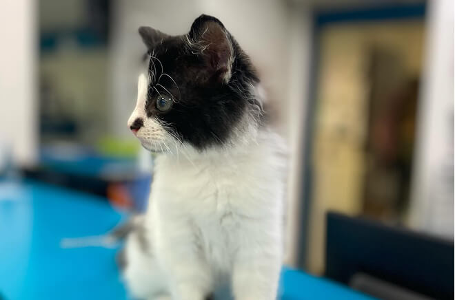 Consultation en dermatologie 